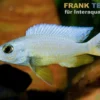 Weißer Azurcichlide, Sciaenochromis fryeri snow white, 4-5 cm