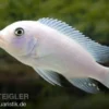 Weißer Zebrabuntbarsch, Metriaclima zebra "Snow White"