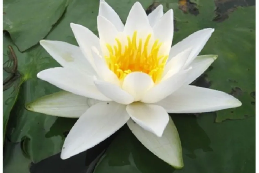 Weiße Seerose, Nymphaea alba