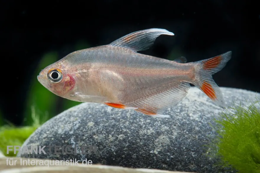 Weißflossen-Schmucksalmler, Hyphessobrycon rosaceus White fin