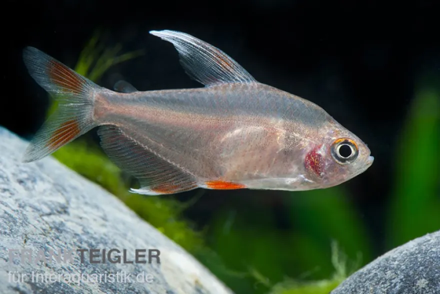 Weißflossen-Schmucksalmler, Hyphessobrycon rosaceus White fin