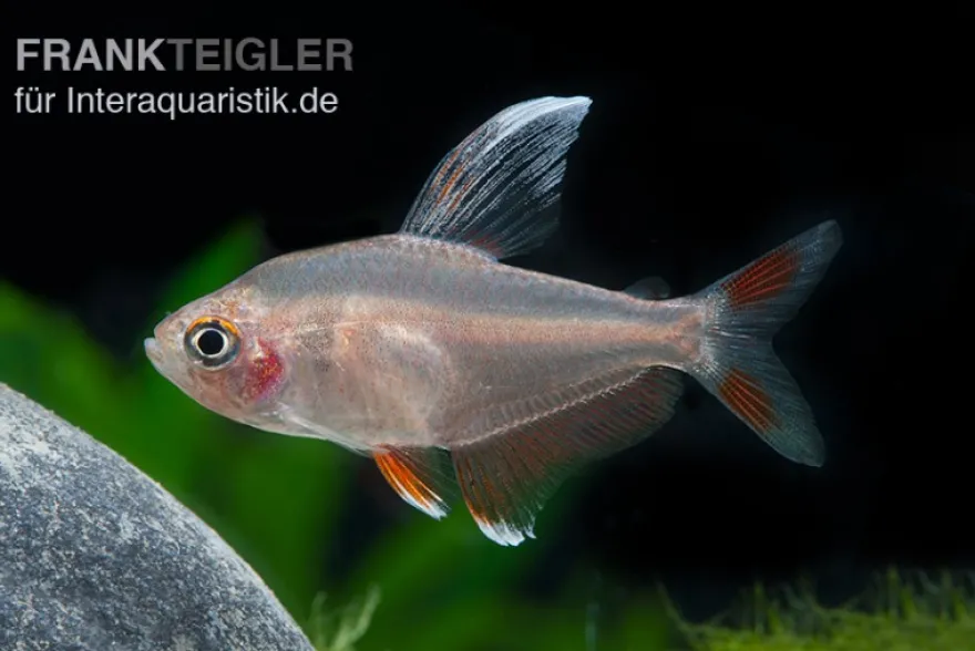 Weißflossen-Schmucksalmler, Hyphessobrycon rosaceus White fin