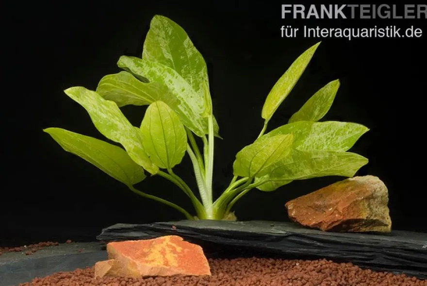 Weißgefleckter Froschlöffel, Echinodorus cordifolius "Marble Queen", im Topf