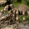 Weißknievogelspinne, Acanthoscurria geniculata