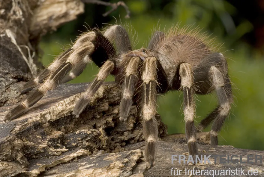 Weißknievogelspinne, Acanthoscurria geniculata