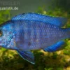Weißlippen-Phenochilus, Placidochromis phenochilus mdoka, DNZ