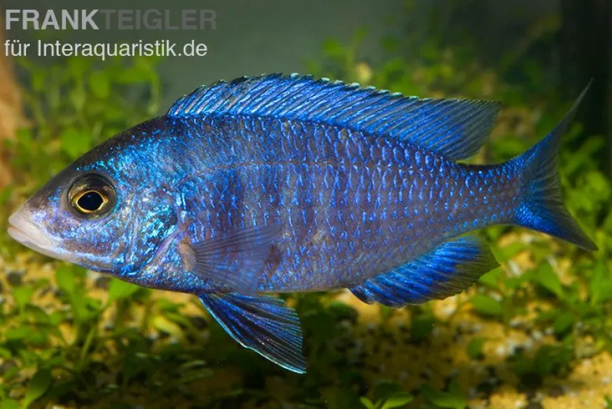 Weißlippen-Phenochilus, Placidochromis phenochilus mdoka, DNZ