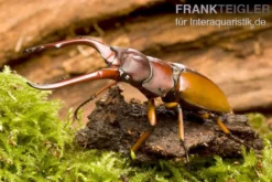 Weinroter Geweihkäfer, Prosopocoilus astacoides, gemischt