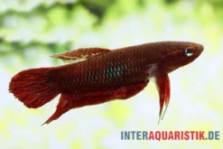 Weinroter Kampffisch, Betta coccina
