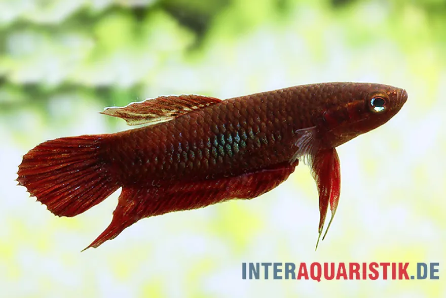 Weinroter Kampffisch, Betta coccina