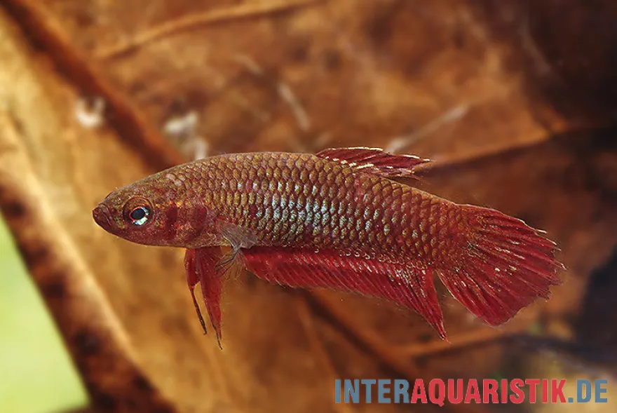 Weinroter Kampffisch, Betta coccina