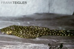 Weißpunkt-Fliegerharnischwels, L235, Pseudolithoxus anthrax, 6-9 cm