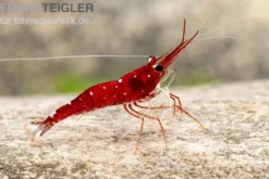Weißpunkt-Kardinals-Garnele, Caridina spec. White Spot Red Bee