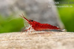 Weißpunkt-Kardinals-Garnele, Caridina spec. White Spot Red Bee