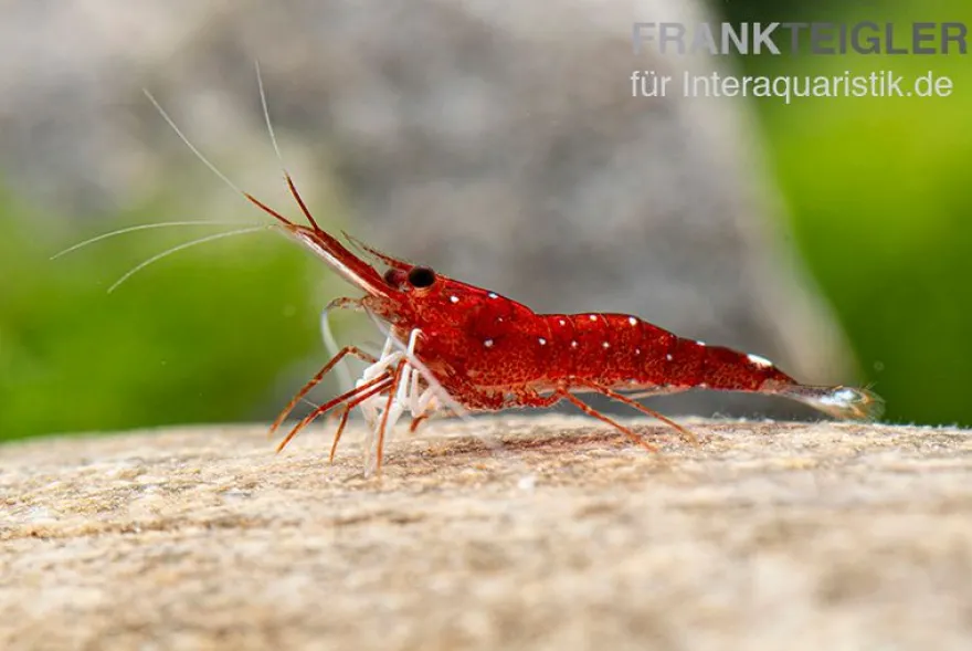 Weißpunkt-Kardinals-Garnele, Caridina spec. White Spot Red Bee