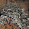 Weißpunktmauergecko, Tarentola annularis
