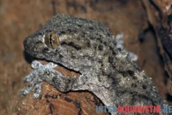 Weißpunktmauergecko, Tarentola annularis