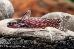 Weißpunkt-Trugdornwels, Tatia intermedia, 3-4 cm