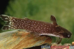 Weißpunkt-Trugdornwels, Tatia intermedia, 3-4 cm