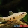 Weißsaum-Pyrrhulina, Pyrrhulina spilota