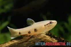 Weißsaum-Pyrrhulina, Pyrrhulina spilota