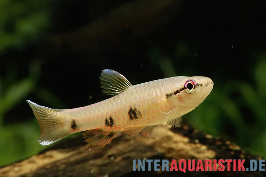 Weißsaum-Pyrrhulina, Pyrrhulina spilota