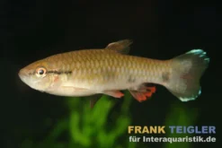 Weißsaum-Pyrrhulina, Pyrrhulina spilota