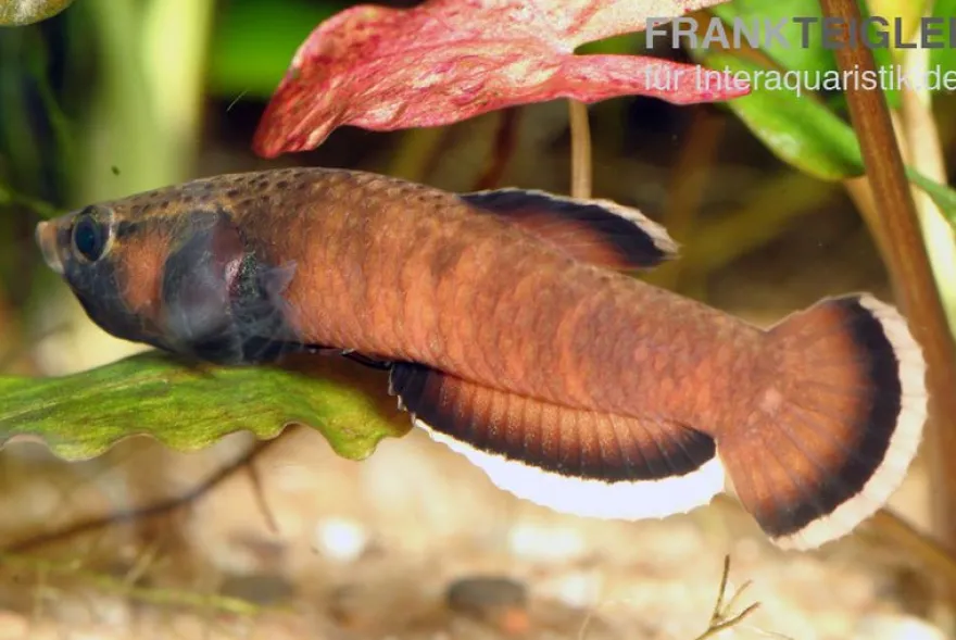 Weißsaum-Zwergkampffisch, Betta albimarginata, gemischt