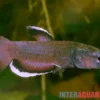 Weißsaum-Zwergkampffisch "Malinau", Betta albimarginata "Malinau", paarweise