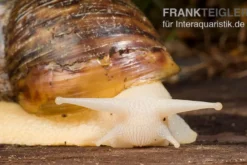 Weisse Achatschnecke, Achatina fulica "White Jade"(Jungtier DNZ)