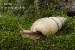 Weisse Hausschnecke, Limicolaria flammea unicolor WHITE