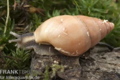 Weisse Hausschnecke, Limicolaria flammea unicolor WHITE