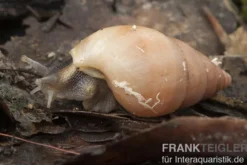 Weisse Hausschnecke, Limicolaria flammea unicolor WHITE