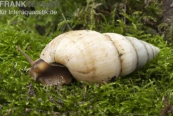 Weisse Hausschnecke, Limicolaria flammea unicolor WHITE