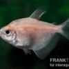 Weisser Trauermantelsalmler, Gymnocorymbus ternetzi WHITE