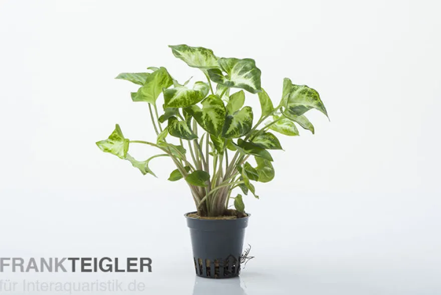 Weisse Schmetterlingstute, Syngonium White Butterfly (Terrariumpflanze)
