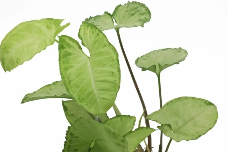 Weisse Schmetterlingstute, Syngonium White Butterfly (Terrariumpflanze)