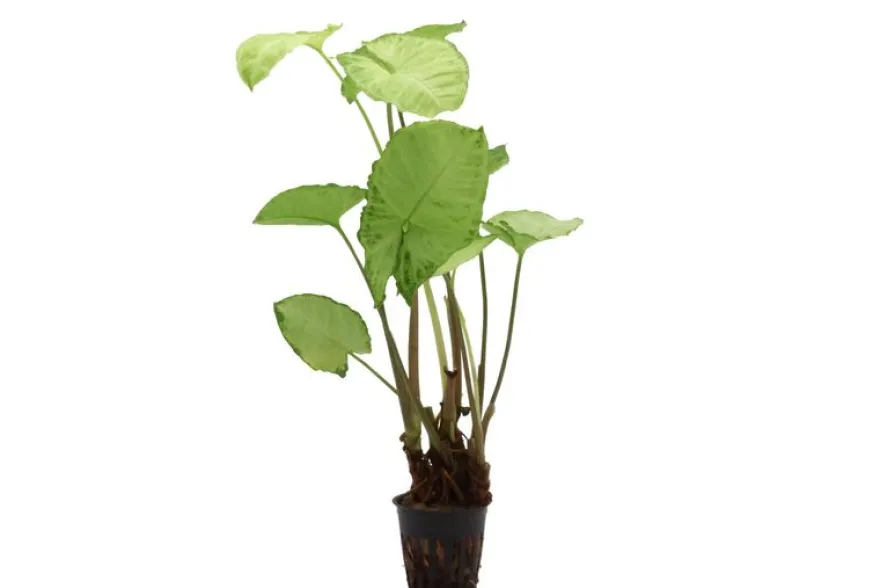 Weisse Schmetterlingstute, Syngonium White Butterfly (Terrariumpflanze)
