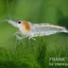 Weisse Zebragarnele, Neocaridina babaulti White Zebra