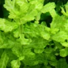 Weiss-grünes Eichenblatt, Shinnersia rivularis variegatus, Bund