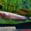 Weißstirn-Messerfisch Ghost, Apteronotus albifrons