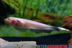 Weißstirn-Messerfisch Ghost, Apteronotus albifrons