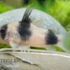 Weitzmans Panzerwels, Corydoras weitzmani