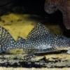 Wels L136a Demini-Engelsharnischwels, Hypancistrus sp. KLEINE PUNKTE