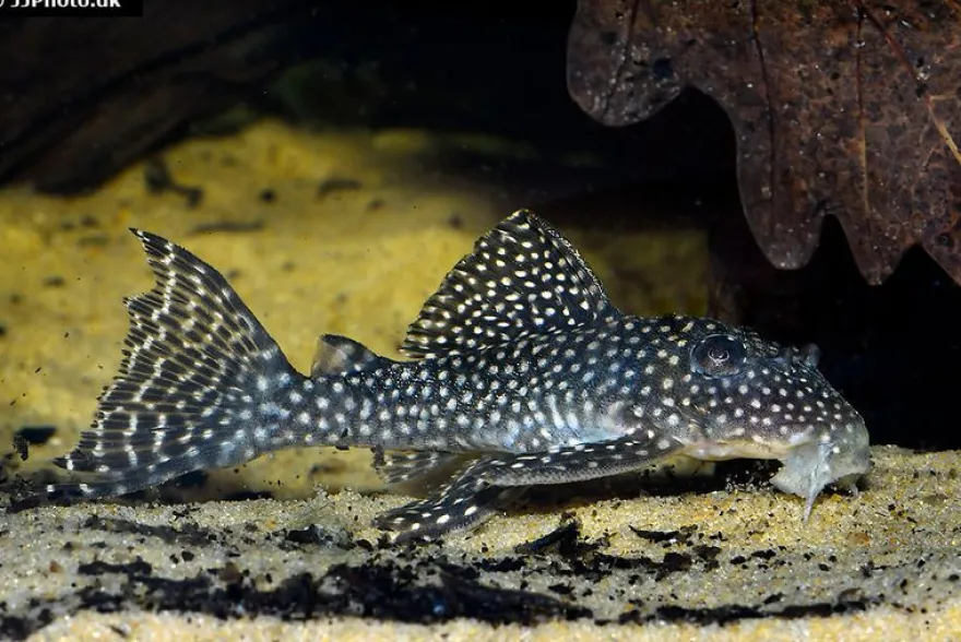 Wels L136a Demini-Engelsharnischwels, Hypancistrus sp. KLEINE PUNKTE