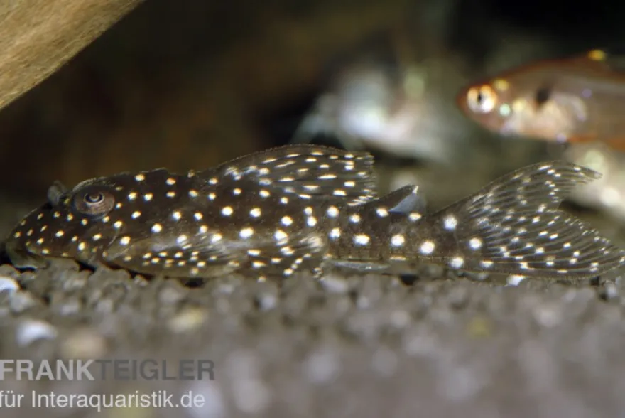 Wels L136b Demini-Engelsharnischwels, Hypancistrus sp. GROSSE PUNKTE