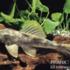 Wels L 116 Deltaschwanz-Harnischwels, Hypostomus cf. emarginatus