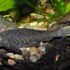 Wels L152 Orinoko-Tannenzapfenwels, Pseudorinelepis genibarbis