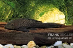 Wels L152 Orinoko-Tannenzapfenwels, Pseudorinelepis genibarbis