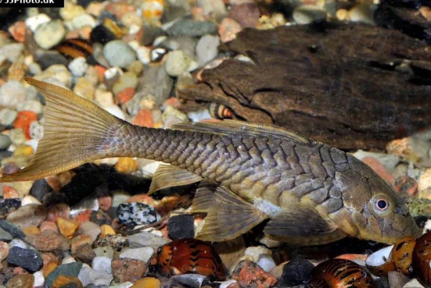 Wels L152 Orinoko-Tannenzapfenwels, Pseudorinelepis genibarbis